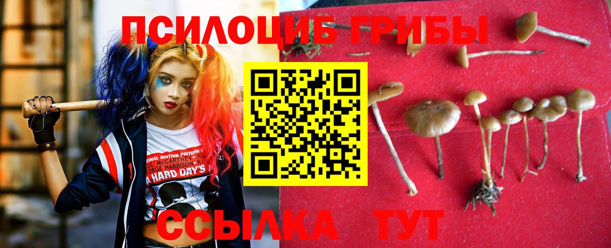 дарнет шоп  Псилоцибиновые грибы Psilocybe  Вход с VPN  Киров 